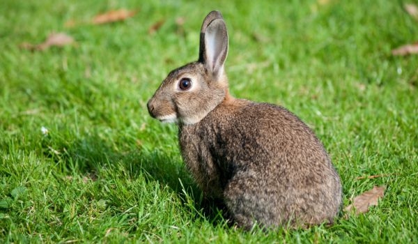Какво значи да срещнеш по пътя си зайци и още от най-разпространените суеверия, които са на късмет и на нещастие