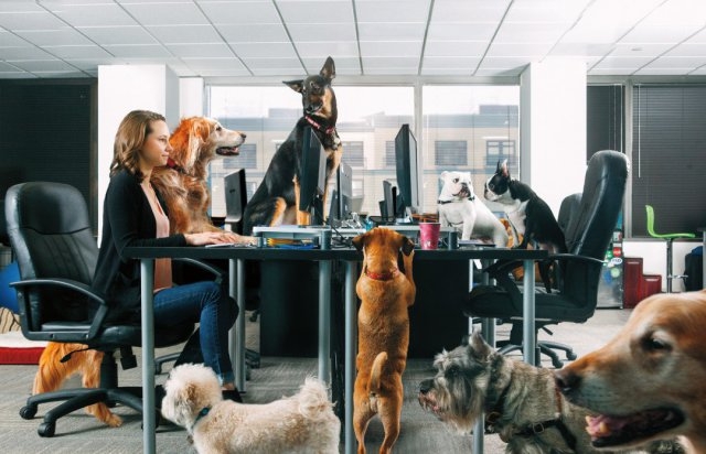Офисите в САЩ се пълнят днес с кучета и котки, защото...