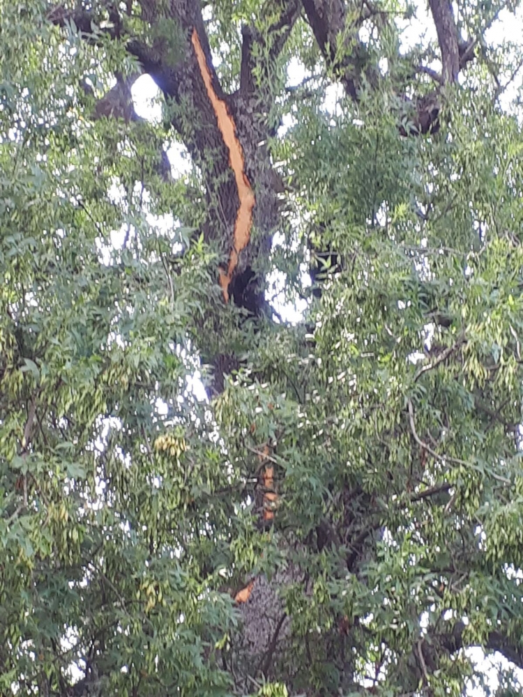 Мълния порази вековно дърво в Кирковско