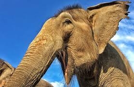  Това ВИДЕО показва защо не трябва да ядосвате слон