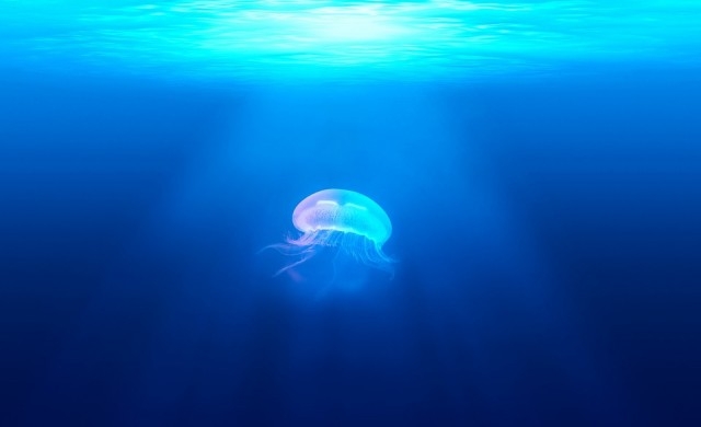 Какво да правим, ако ни „ужили“ медуза?
