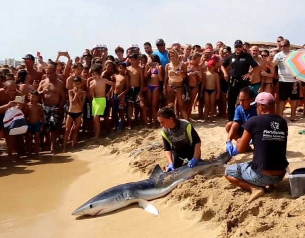 Евакуация! Гигантска акула вся паника сред плажуващи на Майорка (СНИМКИ/ВИДЕО)