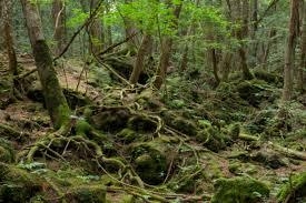 Гъбари се натъкнаха на нещо много зловещо в гората в „Рамджулския дол”