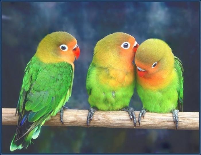 Изненада: Откриха нов вид папагал, който крещи непоносимо (СНИМКА)