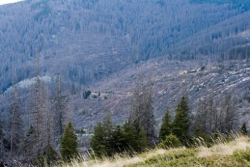 Труд: Короядът на зелените убива иглолистната гора