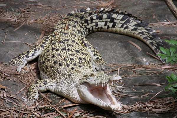 Ужасяващо: Крокодил изяде майка и 5-месечното й бебе