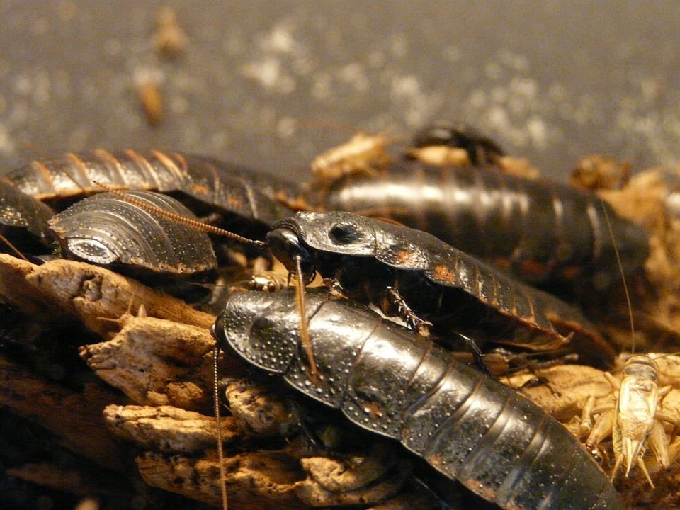 Как да се избавим от гнусните хлебарки? Прочетете безценните съвети на баба