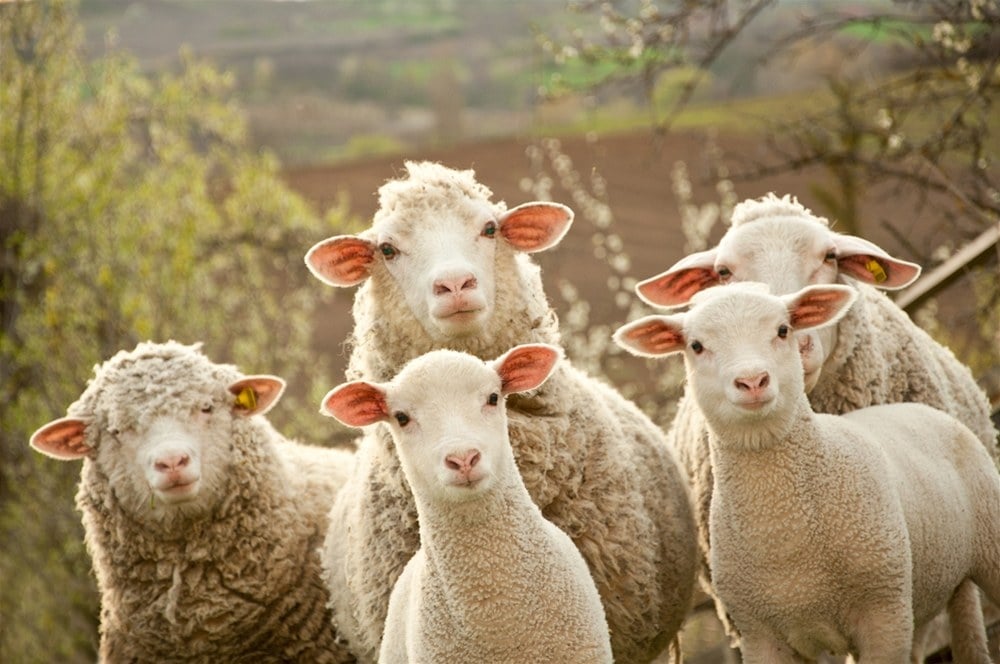 Овце „нападнаха” натовски военни в Румъния