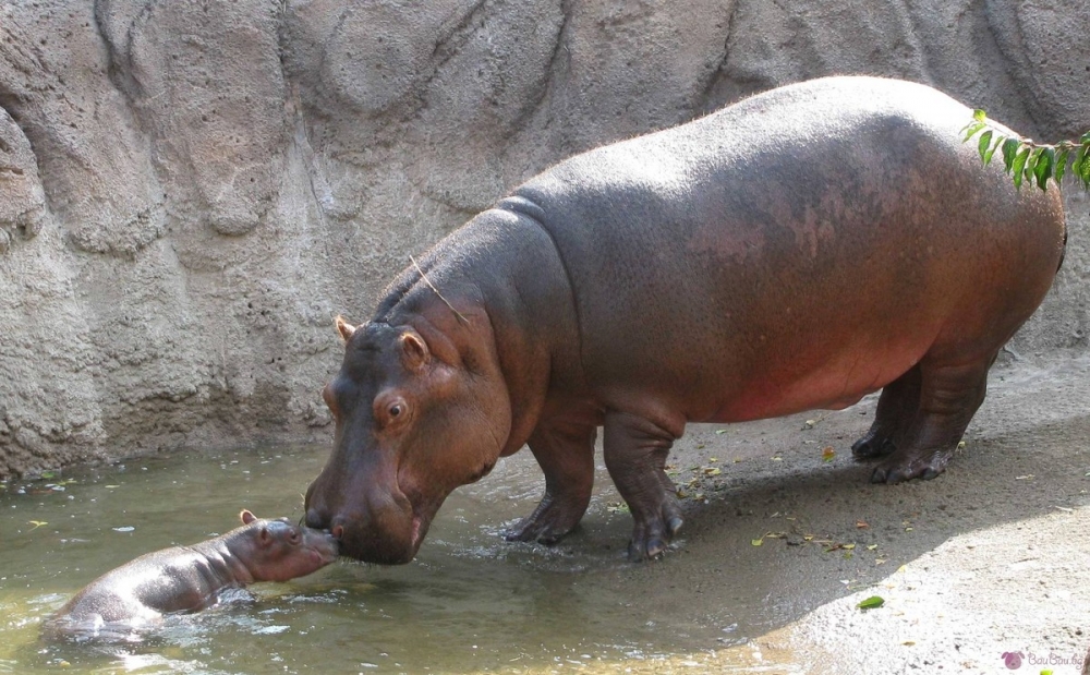 Почина най-старият хипопотам в света
