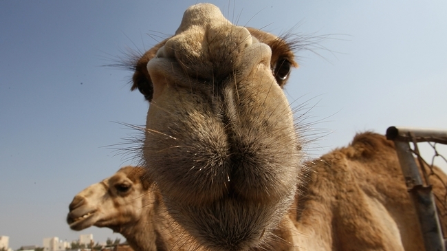 Ето как страдат камилите заради дипломатическия спор между Саудитска Арабия и Катар
