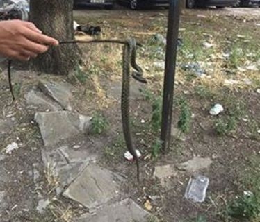 Змии атакуват детска площадка в бургаския „Славейков” (СНИМКА)