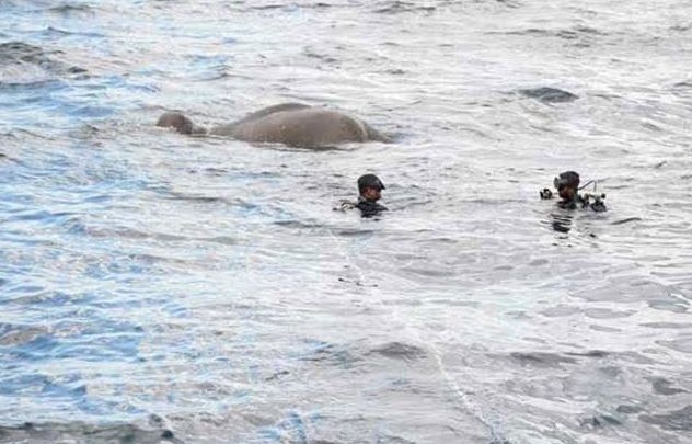 12 часа спасяваха слон, озовал се в открито море (СНИМКИ/ВИДЕО)