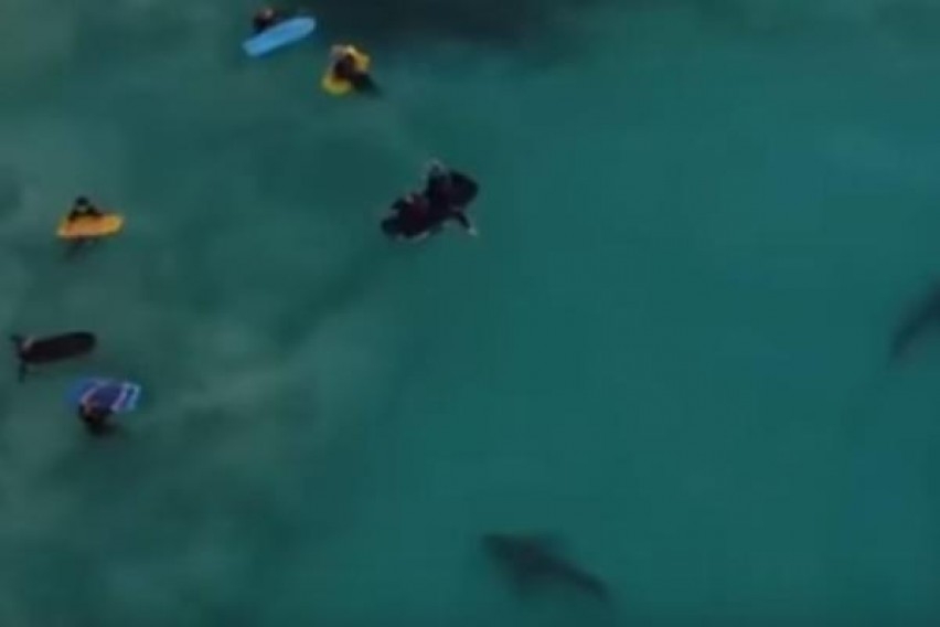 Шокиращо ВИДЕО: Деца плуват в морето, без да подозират, че край тях има 400 акули!