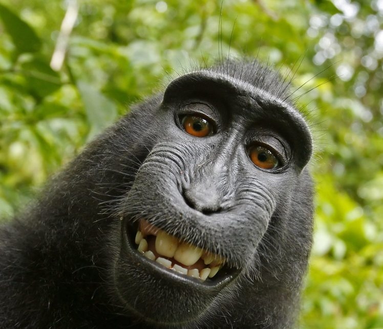 Маймуна осъди фотограф и го остави без пукната пара!