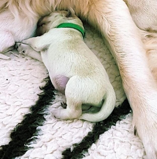 Запознайте се с Форест – зеленото кученце, родено от голдън ретрийвър (СНИМКИ)