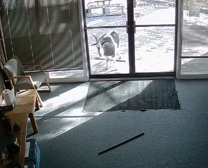 Магазин в Колорадо осъмна с разбита врата, но когато прегледаха ВИДЕО от камерите, всички останаха без думи