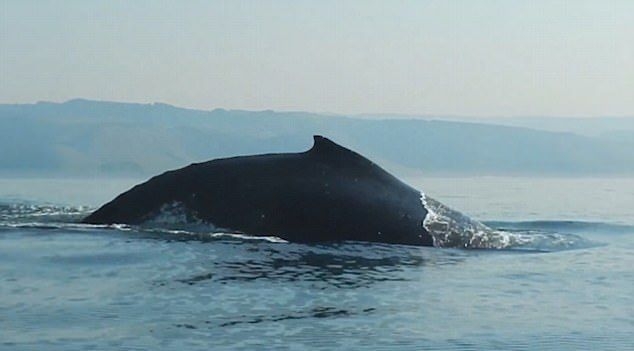  Уникално редки кадри! 40-тонен кит изцяло полита над водата (СНИМКИ/ВИДЕО)