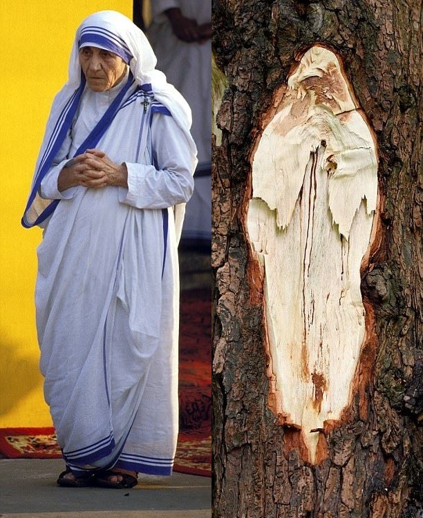  Знамение! Лик на майка Тереза се появи на дърво срещу черква (СНИМКИ)