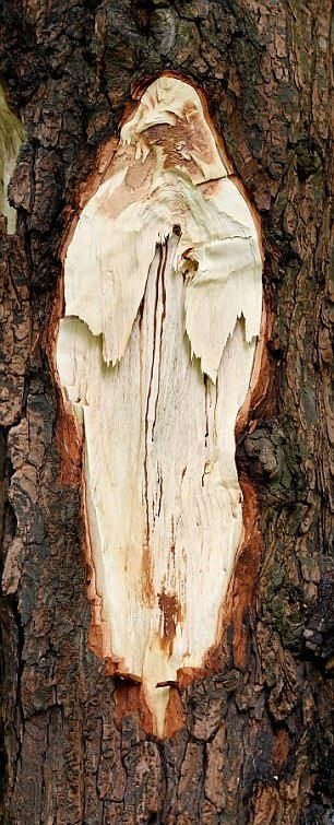  Знамение! Лик на майка Тереза се появи на дърво срещу черква (СНИМКИ)