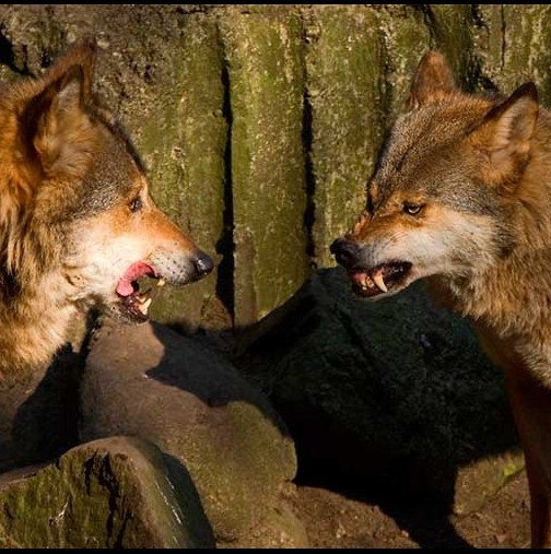 Приказката за двата вълка, която ще прочетете за отрицателно време, но ще помните цял живот