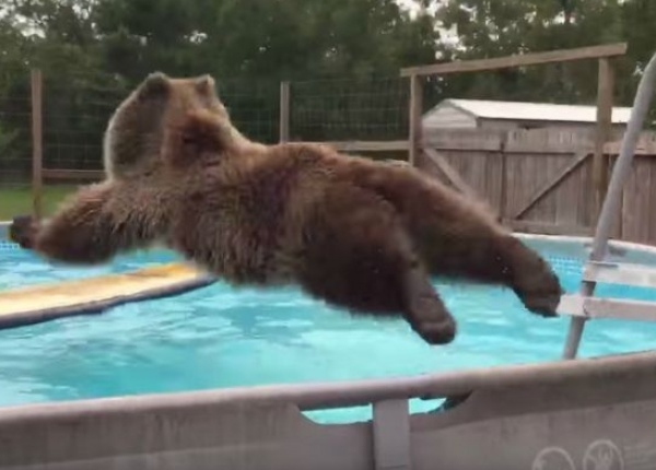 Тази мечка Гризли току що е открила басейна! (УНИКАЛНО ВИДЕО)