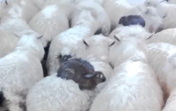 Чудо на природата: Овце спасиха зайци от удавяне (ВИДЕО)