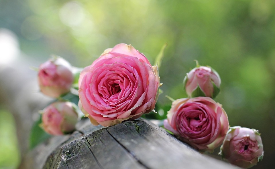 Забавен тест: Изберете роза от СНИМКАТА и ще разберете много за себе си!