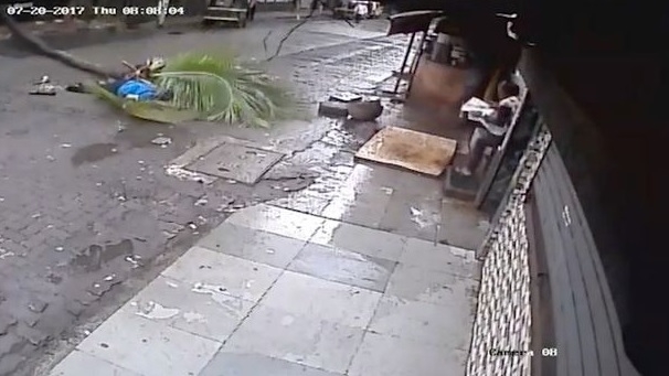 Охранителни камери заснеха как палма се срутва върху тв-водеща и я убива на място (18+)