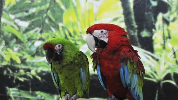 Впечатляваща изложба докара най-екзотичните папагали у нас (СНИМКИ)