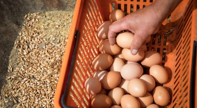 Скандалът с отровните яйца се разраства, Белгия е укривала информация от Европа 