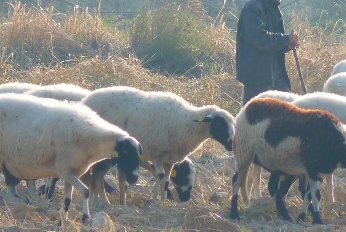 Пастир в Карловско спретна пъклено отмъщение на чорбаджията си заради мизерна надница в натура