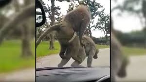 Двойка бабуини развалиха ваканцията на семейство, показвайки им що е то зверски секс (ВИДЕО)