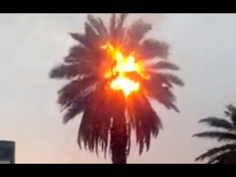 Страшна жега в Кувейт, палмите пламнаха под жаркото слънце (ВИДЕО)