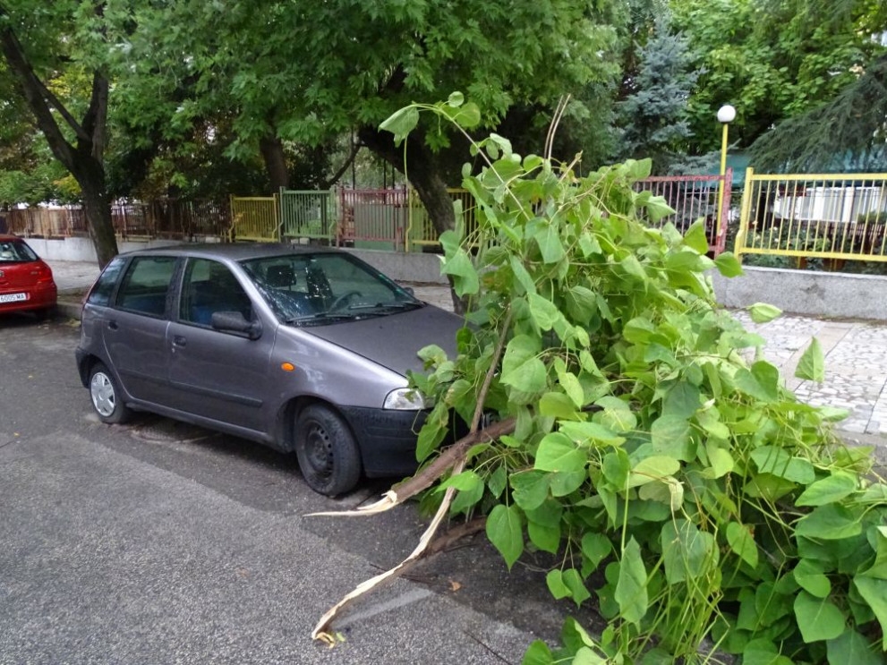 Клон падна върху кола в Благоевград (СНИМКИ)