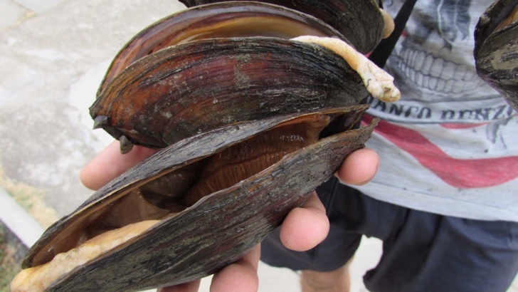 Треска за перли край Русе: Ловци на бисери и лесно богатство се гмуркат за огромни миди (ВИДЕО)