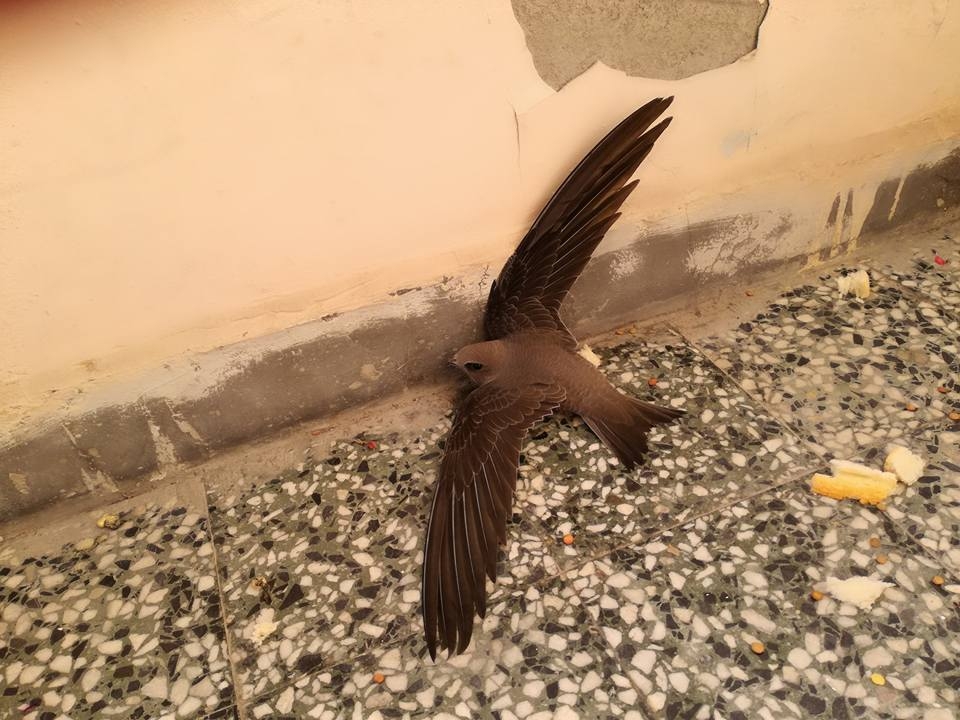 Софиянец пита: Каква е тази птица, която кацна на балкона ми? Отговорът е изумителен (СНИМКИ) 