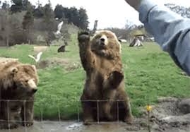 Руснак се напи, помисли, че големи мечки са му приятели и дори им купи мляко, но те… Очевидците разказаха за ужаса (ВИДЕО)