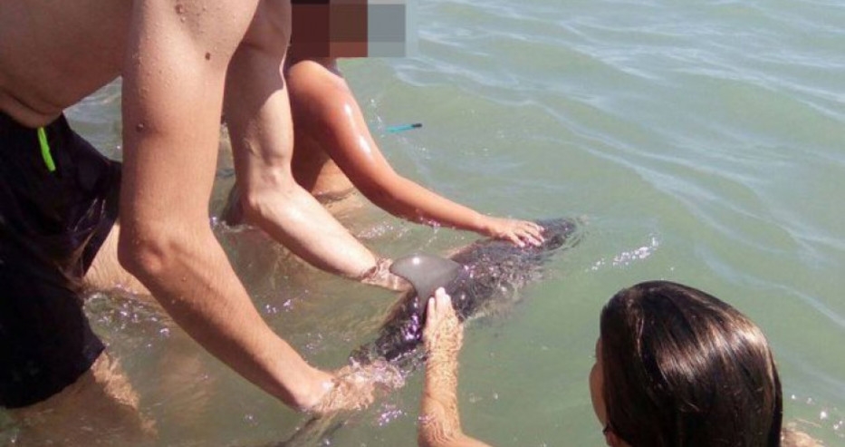 Поредна човешка простотия: Бебе делфин загина заради мераци за селфи 