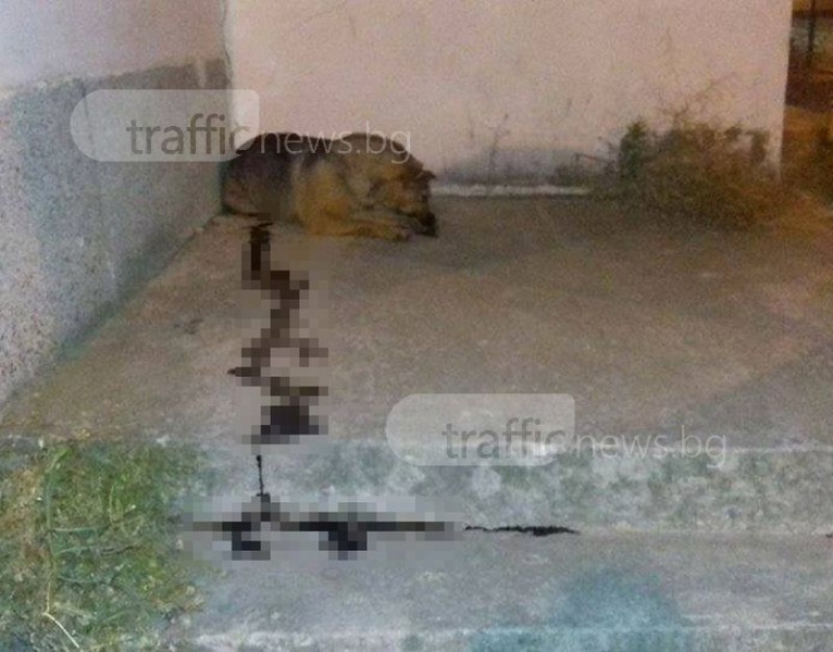 Страшно зверство във Варна! Мъж извади пистолет и пусна хладнокръвно куршума на... (СНИМКА 18+)