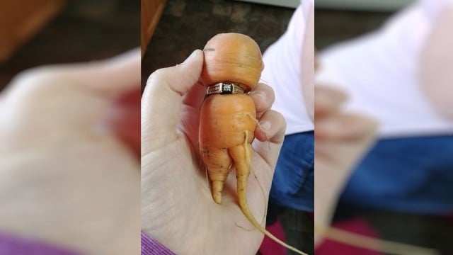 Изненада: Мери преди 13 години изгубила годежния си пръстен, а тези дни го намери в морков (СНИМКИ/ВИДЕО)
