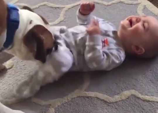 Най-сладкото ВИДЕО за днес: Посветено е на приятелството между бебета и животни