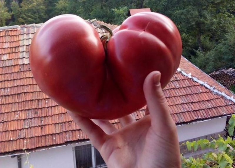 Домат гигант във формата на сърце отгледаха в Родопите (СНИМКА)