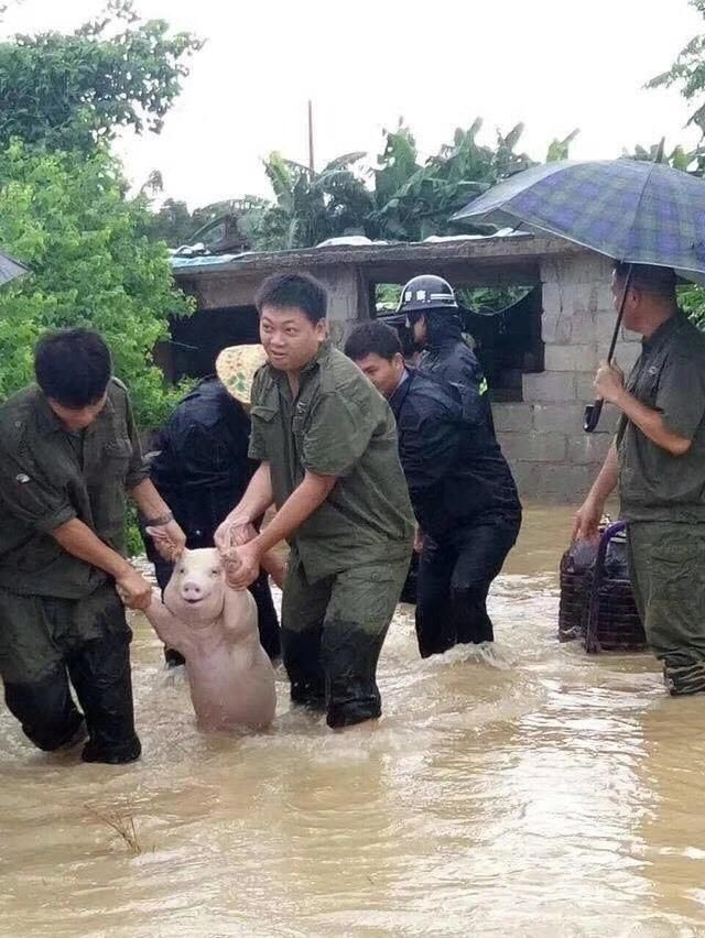 Щастливо прасенце, спасено от наводнение, взриви интернет и доведе до яростна битка (СНИМКИ)