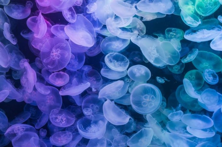Това уникално ВИДЕО от Езерото на медузите ще спре дъха ви!