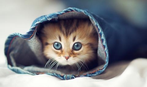 15 любопитни факта за котките