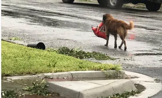 Това куче стана знаменитост, след като се появи СНИМКАТА му как скита след урагана "Харви"