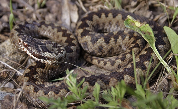 Змии хапят по 200 души през лятото