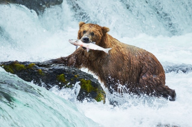 Кафявите мечки в Аляска стават вегетарианци