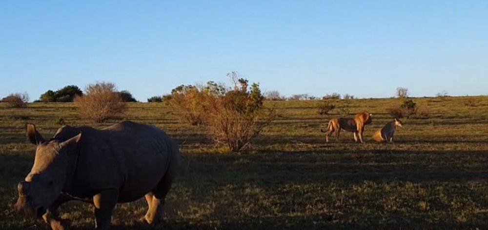 Нахален носорог прецака секса на двойка лъвове (ВИДЕО 18+)