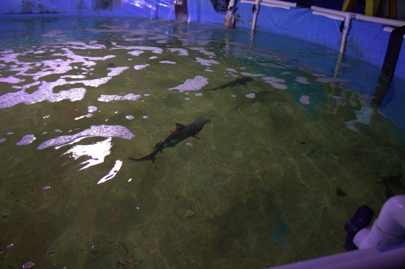 Полицаи претърсиха мазе в Лонг Айлънд и попаднаха на уникален "аквариум" с хищници! (СНИМКИ) 